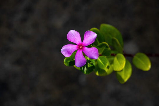 Close-up view of a blooming pink periwinkle flower with green leaves on dark background.