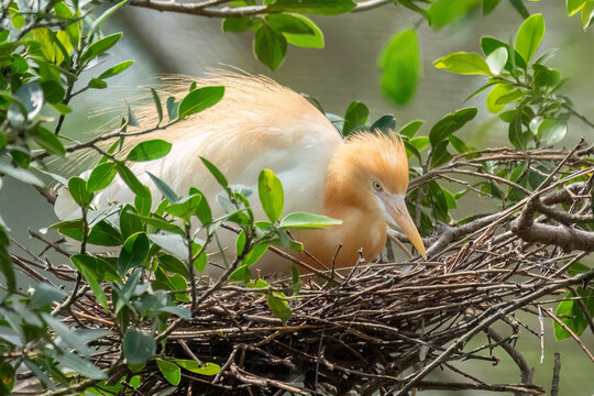 A Nesting Eastern Cattle Egret (Ardea coromanda) occurs across southern and eastern Asia, Australasia, parts of the Pacific, and New Zealand.