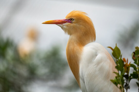 Eastern Cattle Egret (Ardea coromanda) occurs across southern and eastern Asia, Australasia, parts of the Pacific, and New Zealand.