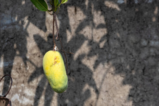 Single fresh green yellow mango hanging from branch against rustic concrete wall.