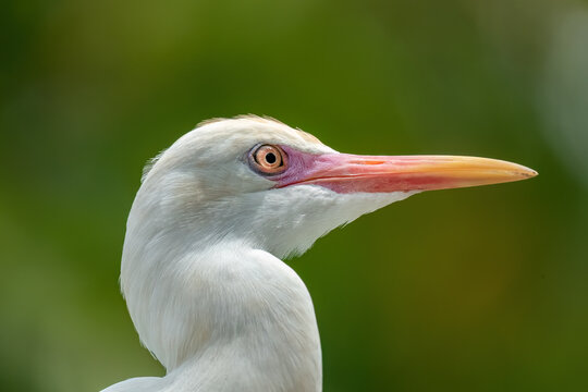 Eastern Cattle Egret (Ardea coromanda) occurs across southern and eastern Asia, Australasia, parts of the Pacific, and New Zealand.