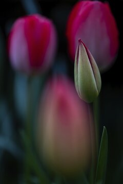 Tulip bud, pink tulips that have already opened in the background, Germany