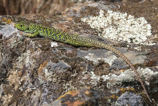 Ocellated lizard, pearl lizard, Timon lepidus, critters, lizards, extremadura, adolescent, jewelled lizard, juvenile, reptiles, lizards, reptilia, reptiles, Spain