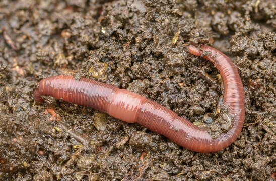 Annelida, clitellata, earthworm, shingles, lumbricidae, oligochaeta, annelids, few bristles, earthworm