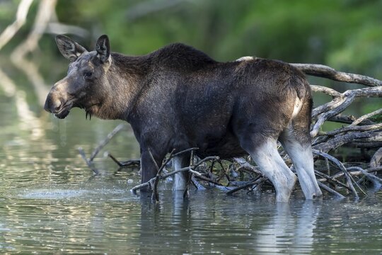 European elk (Alces alces), cow during rut in a pond