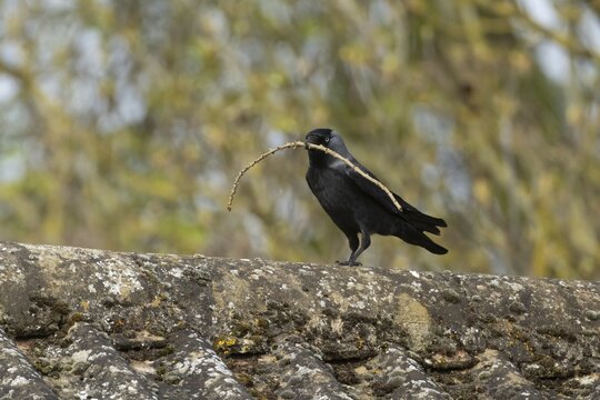 Jackdaw (Corvus monedula) adult bird on an urban house roof with a tree branch for nesting material in its beak in the spring, England, United Kingdom