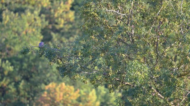 Wood pigeons resting perched on an European ash at sunrise in summer with a Common Linnet. Columba palumbus, Linaria cannabina, Fraxinus excelsior, Indre-et-Loire, Centre Val de Loire, France, Europe