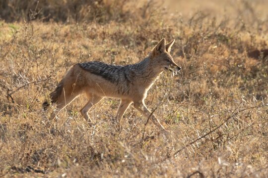 Black-backed jackal (Lupulella mesomelas) adult dog animal in a savannah grassland, Limpopo, South Africa
