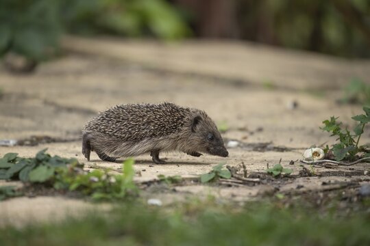 European hedgehog (Erinaceus europaeus) juvenile baby hoglet animal walking on a garden path in the summer, England, United Kingdom