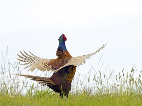 Pheasant (Phasianus colchicus) or hunting pheasant, male flapping his wings, Texel Island, Netherlands