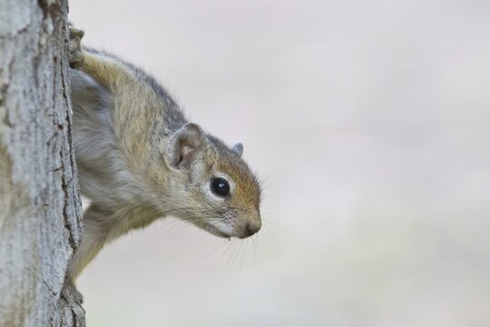 Cape Ground Squirrel (Xerus inauris), Namibia
