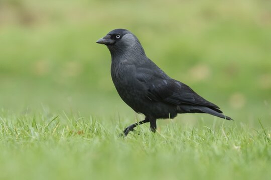 Jackdaw (Corvus monedula) adult bird walking on grass, Surrey, England, United Kingdom
