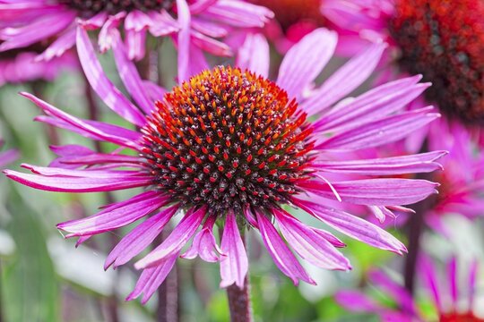 Narrow-leaved purple coneflower (Echinacea angustifolia), International Garden Exhibition, 2017, Berlin, Germany