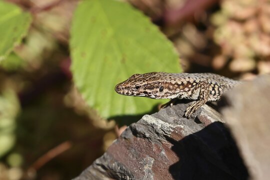 Wall lizard (Podarcis muralis), European wall lizard, in a vineyard, portrait, reptiles, animals, lizards, Cochem, Moselle, Rhineland-Palatinate, Germany