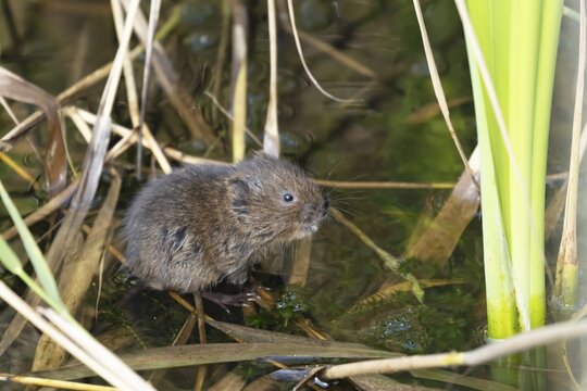 Water vole (Arvicola amphibius) adult rodent mammal standing on a reed stem in a pond, England, United Kingdom