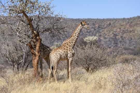 Angola giraffes (Giraffa camelopardalis angolensis), near Palmwag, Damaraland, Kunene Region, Namibia