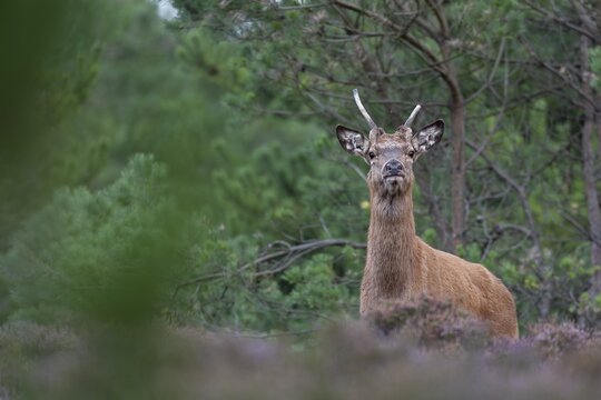 Suddenly the red deer (Cervus elaphus) appears right in front of me, rut, rutting season, Denmark