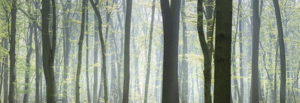 Panorama, natural beech forest in early spring, fresh green, sun shining through morning mist, Burgenlandkreis, Saxony-Anhalt, Germany