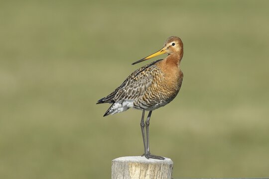 Black-tailed Godwit (limosa limosa), on perch, wet meadow, Ochsenmoor, Lake D&uuml;mmer, Lembruch, Lower Saxony, Germany