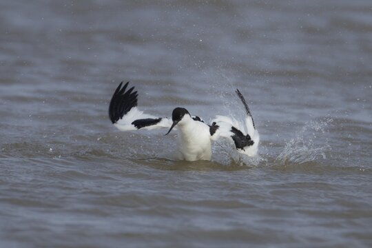 Pied avocet (Recurvirostra avosetta) adult bird flapping its wings in a lagoon, England, United Kingdom