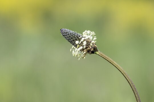 Ribwort plantain (Plantago lanceolata), Emsland, Lower Saxony, Germany