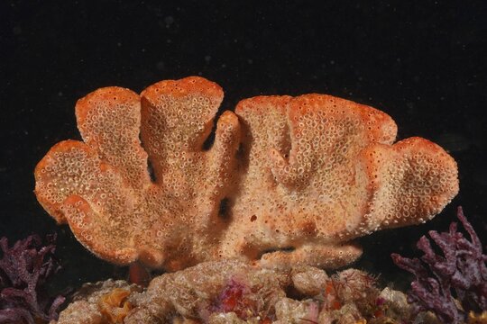 Layered orange-coloured sea sponge, orange tree sponge (Echinoclathria dichotoma) on coral bottom in open water. Dive site Protea Banks, Margate, KwaZulu Natal, South Africa
