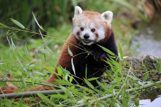 Western lesser panda, Ailurus fulgens), adult, feeding, portrait, captive, Himalaya, Central Asia