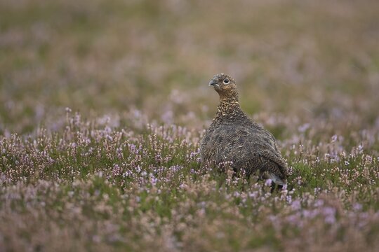 Red grouse (Lagopus lagopus scotica) adult female bird on a Summer moorland in flowering Heather plants, Yorkshire, England, United Kingdom