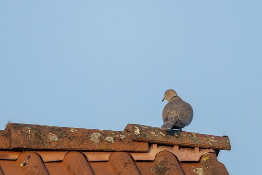 A pigeon sits quietly on a lichen-covered tiled roof under a clear sky, Eurasian collared dove (Streptopelia decaocto), wildlife, Germany