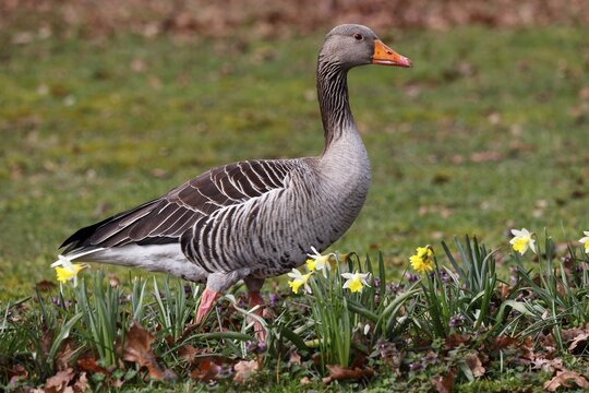 Greylag goose (Anser anser), Schleswig-Holstein, Germany