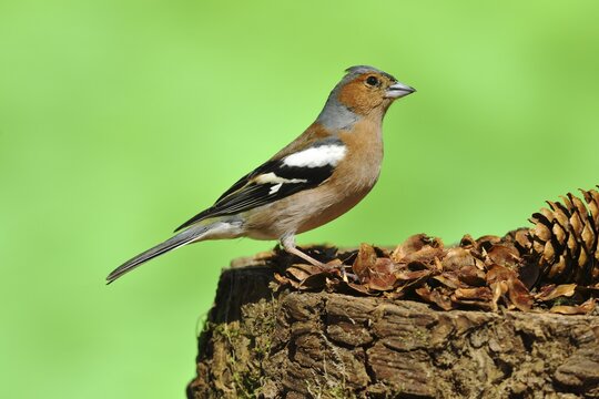 Common chaffinch (Fringilla coelebs), male at a woodpecker forge, North Rhine-Westphalia, Germany
