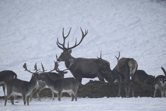 Red deer (Cervus elaphus) and fallow deer (Dama dama) feeding in the snow, Southern Hungary, Hungary, Europe, Southern Hungary, Hungary