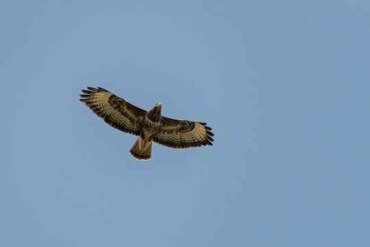 Accipitriformes, Buteo Buteo, Buzzard, Buzzard, Birds, Flying, Flight, Raptors, Birds of Prey, Birds