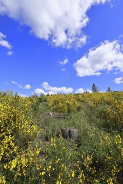 An area of forest destroyed by the bark beetle (Ips typographus) is overgrown by broom (Genista), flowering gorse against a blue sky, landscape, Wilnsdorf, North Rhine-Westphalia, Germany