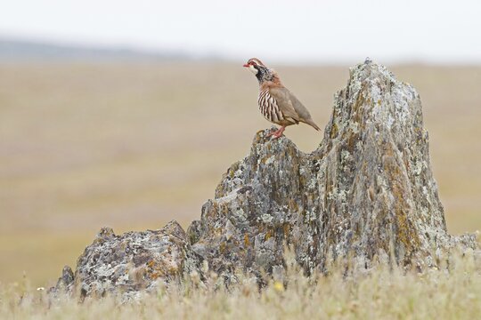 Partridge (Alectoris rufa), male, region of Extremadura, Spain