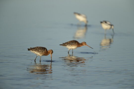 Black tailed godwit (Limosa limosa) two adult male wader birds feeding in a shallow lagoon, RSPB Titchwell nature reserve, Norfolk, England, United Kingdom