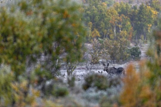 A moose cow (Alces alces) with calf in September, a few days in front of the start of the rut, rutting season, Ruska, autumn, Norway