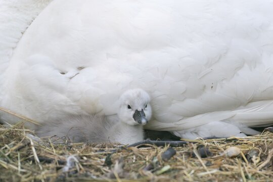 Mute Swan chicks (Cygnus olor) in the nest, Hesse, Germany