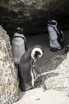 African penguin (Spheniscus demersus), Boulder Beach, Western Cape, Simon's Town, South Africa