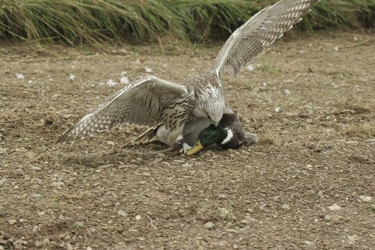 Gerfalcon Saker Falcon (Falco rusticolus, Falco cherrug) young hybrid mating bird with mallard drake (Anas platyrhynchos) Allg&auml;u, Bavaria, Germany, Allg&auml;u, Bavaria, Germany
