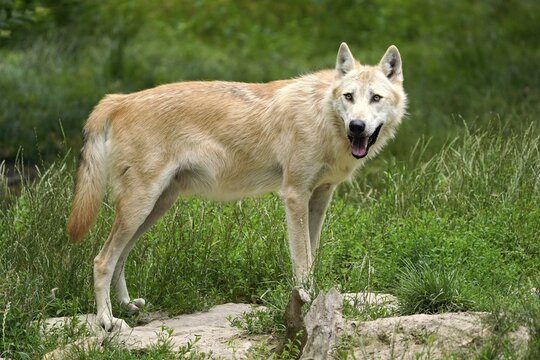 Timberwolf, American wolf Mackenzie Valley Wolf (Canis lupus occidentalis) standing, Captive, France