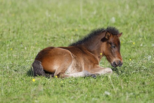 Young Icelandic horse (Equus islandicus), foal resting in a meadow, filly, female, animal child, Schlesig-Holstein, Germany