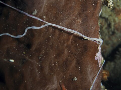 Medusa worm, spaghetti worm (Loimia medusa) on a brown background, Prapat dive site, Penyapangan, Bali, Indonesia