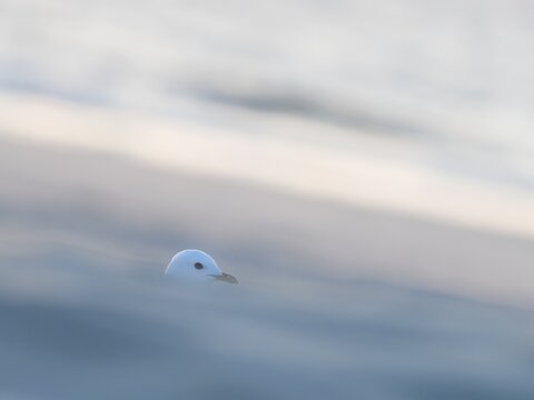 Common gull (Larus canus), Texel Island, Netherlands