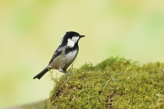 Coal tit (Parus ater), sitting on moss on the forest floor, Wilden, North Rhine-Westphalia, Germany