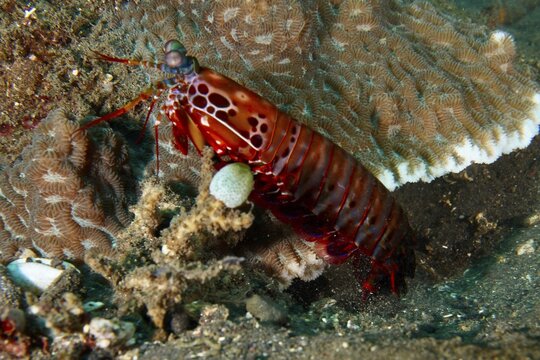 A clown mantis shrimp (Odontodactylus scyllarus) in an environment with corals, dive site USAT Liberty, Tulamben, Bali, Indonesia