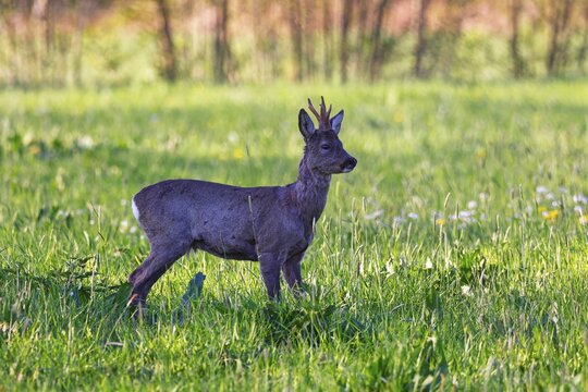 European roe deer (Capreolus capreolus), roebuck standing on a meadow in the evening light, Wedel, Schleswig-Holstein, Germany