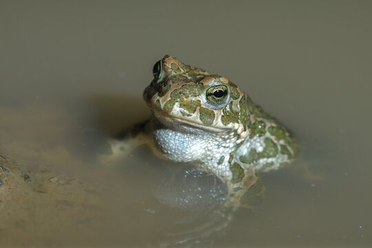 Bufo viridis, Bufotes viridis, green toad, toad, amphibians, amphibians, toads, amphibians