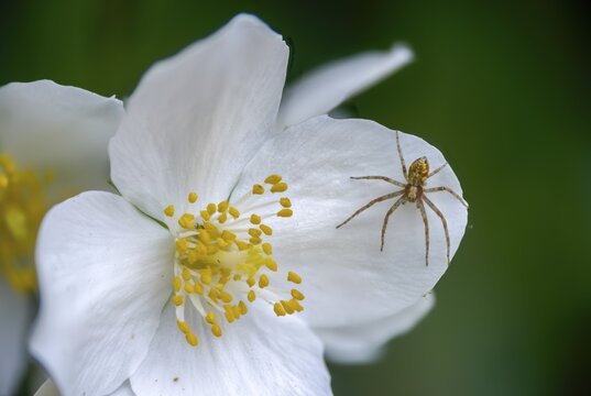 Arachnida, brown walking spider, common flat stretcher, grey-brown flat straightener, philodromus cespitum, arachnids, turf running spider, spiders, spiders