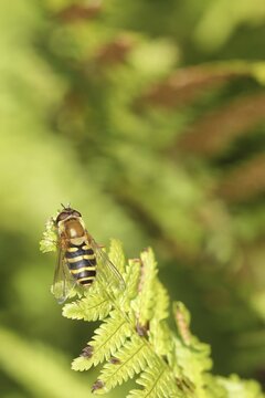 Dronefly (Eristalis tenax), sitting on bracken, Wilden, North Rhine-Westphalia, Germany